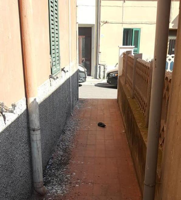 Veleno per topi contro i piccioni Scoppia la polemica al Cotone 