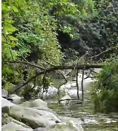 Una discarica e alberi caduti: «Servono lavori sul Frigido» 
