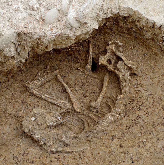 Dopo duemila anni dagli scavi emerge lo scheletro di un cane