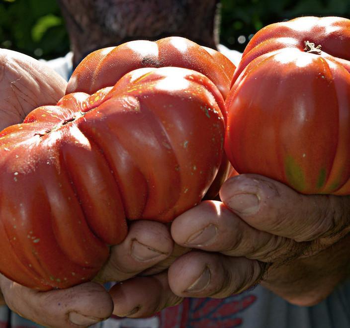 Un Presidio Slow Food per il pomodoro canestrino 
