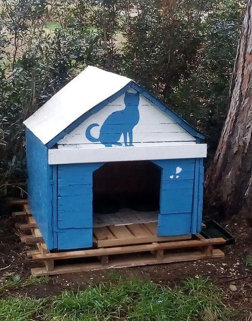 Gattini avvelenati sopralluogo e bonifica sul viale delle Palme