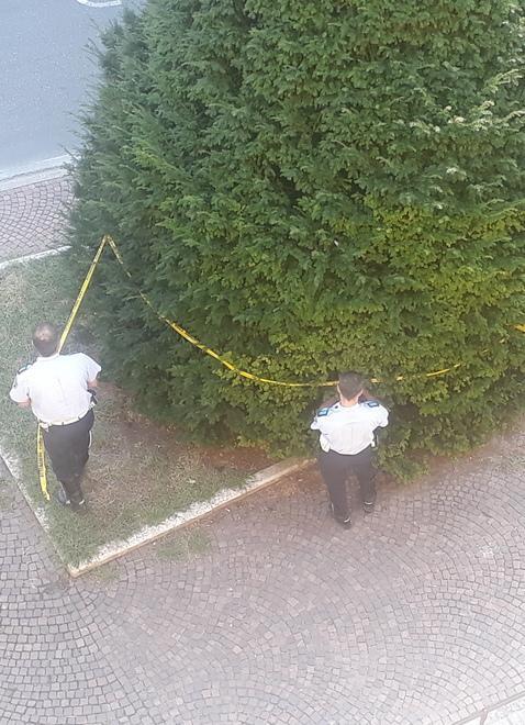 Spariti i volantini appesi alle piante dai cittadini in piazza Roversi 