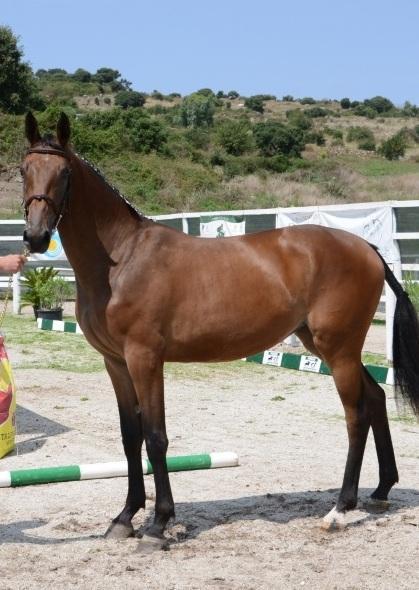 Trionfano due puledre di Bonorva 