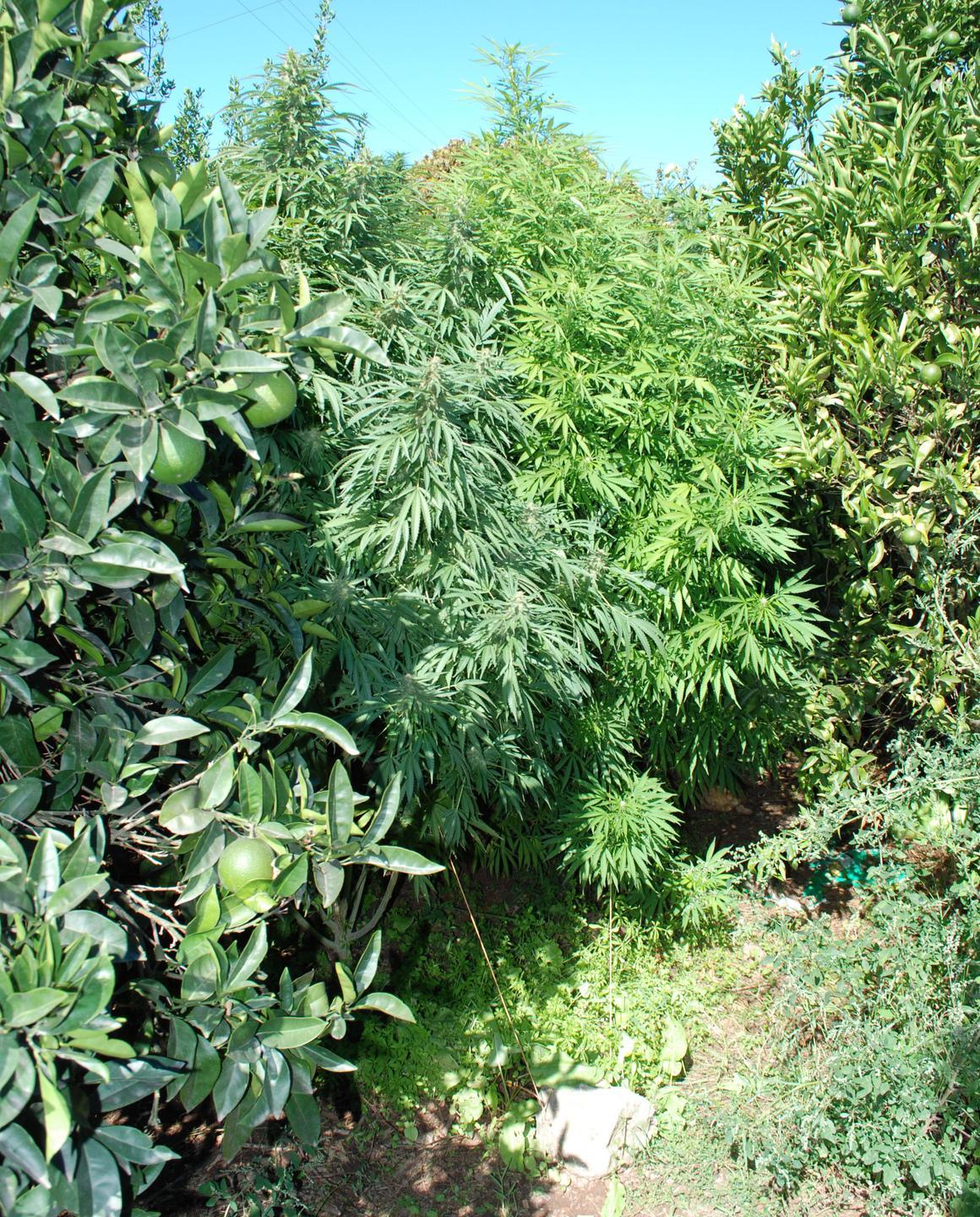 Sassari, prof di matematica coltivava marijuana: arrestato
