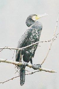 Un esemplare di cormorano