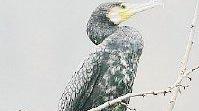 Un esemplare di cormorano