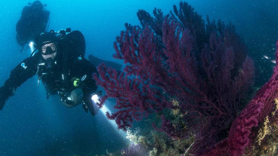 Tra coralli rossi, salpe e praterie di posidonia i subacquei mappano i fondali dell’isolotto