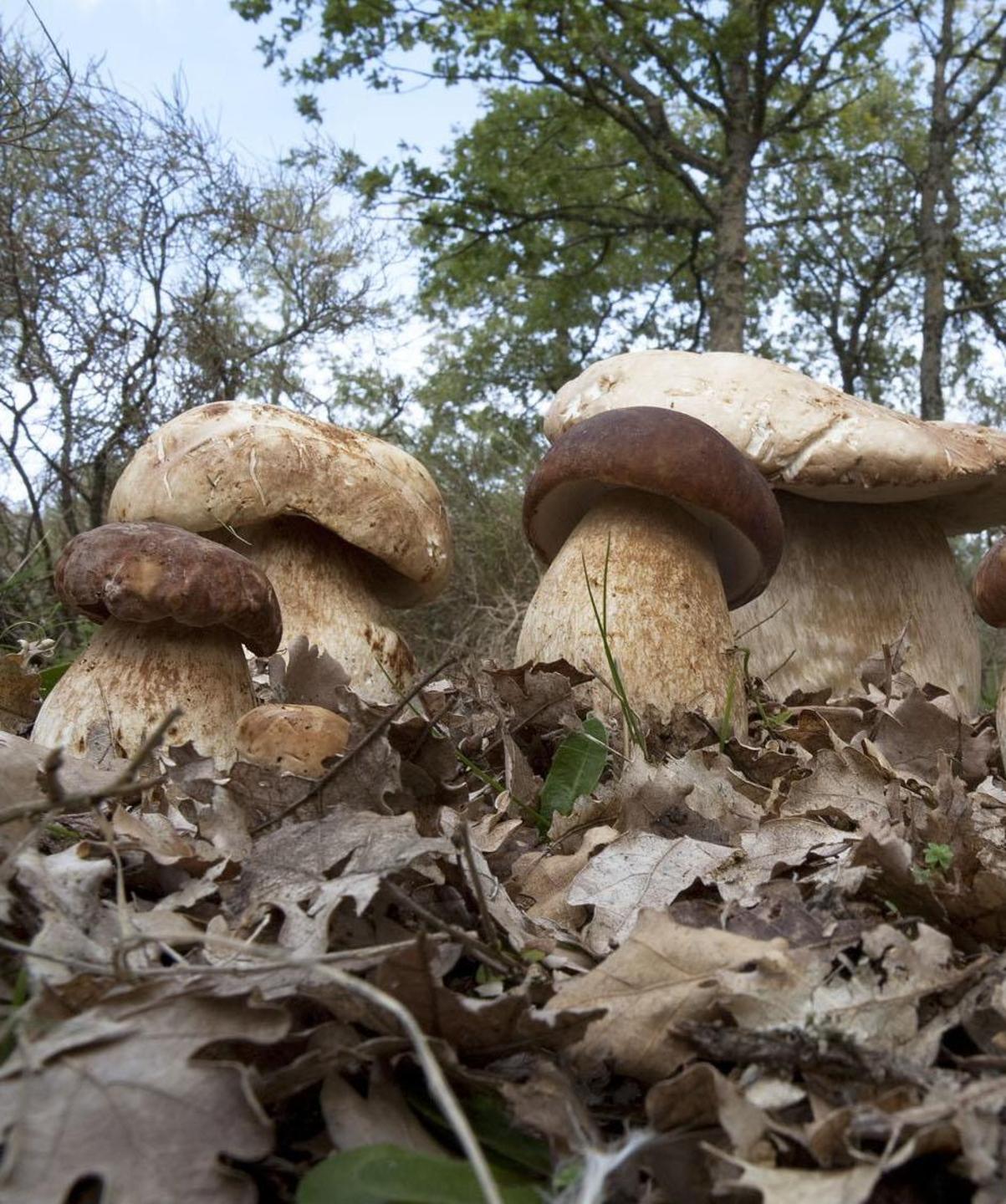 Raccolta dei funghi in Sardegna, boschi e campagne nel caos 