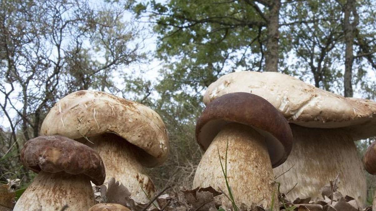 Raccolta dei funghi in Sardegna, boschi e campagne nel caos 