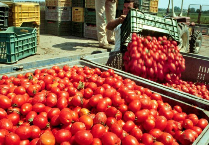 Pomodoro da industria, in Sardegna la raccolta è un disastro 