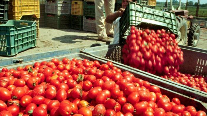Pomodoro da industria, in Sardegna la raccolta è un disastro 
