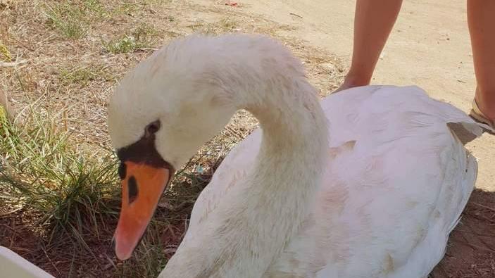 Il cigno Arturo va a passeggio Recuperato e messo in salvo