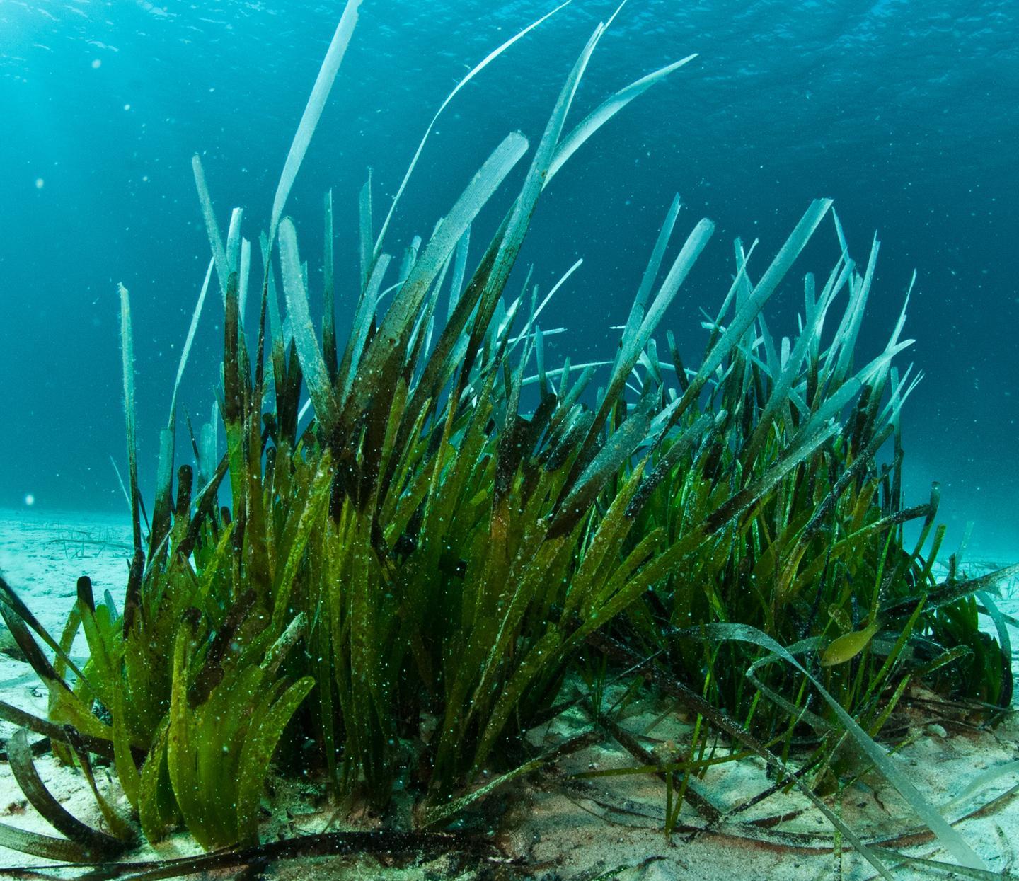 Dal trasloco dei conigli alla posidonia quando la burocrazia detta legge