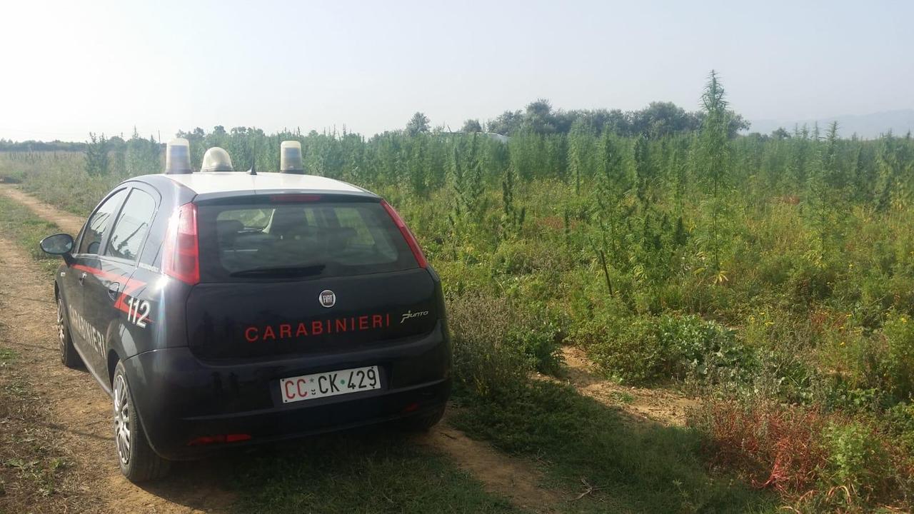 Rubate 160 piante di marijuana coltivata legalmente
