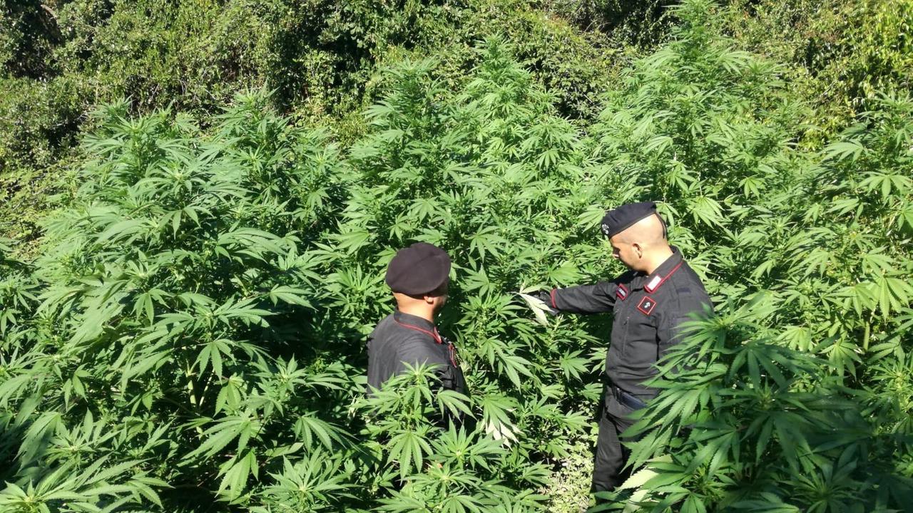 Piantagione di cannabis scoperta a Escolca