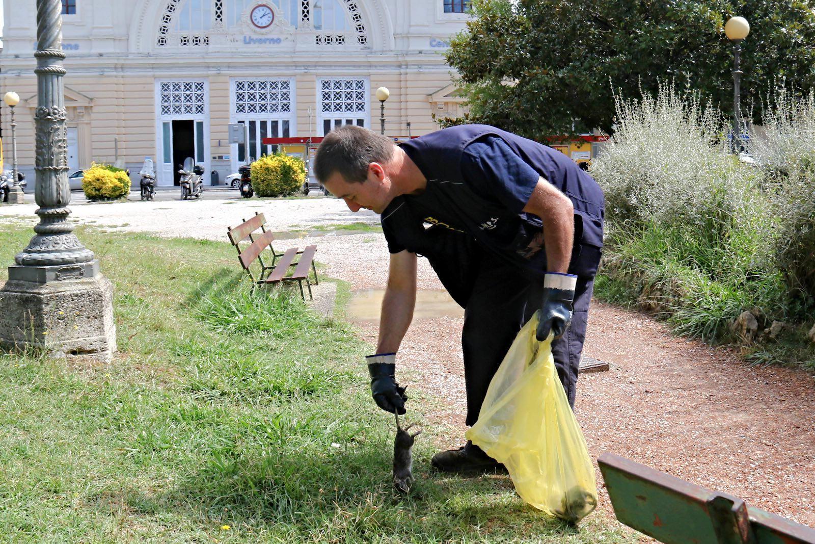 Una dozzina di topi morti nei giardini della stazione 