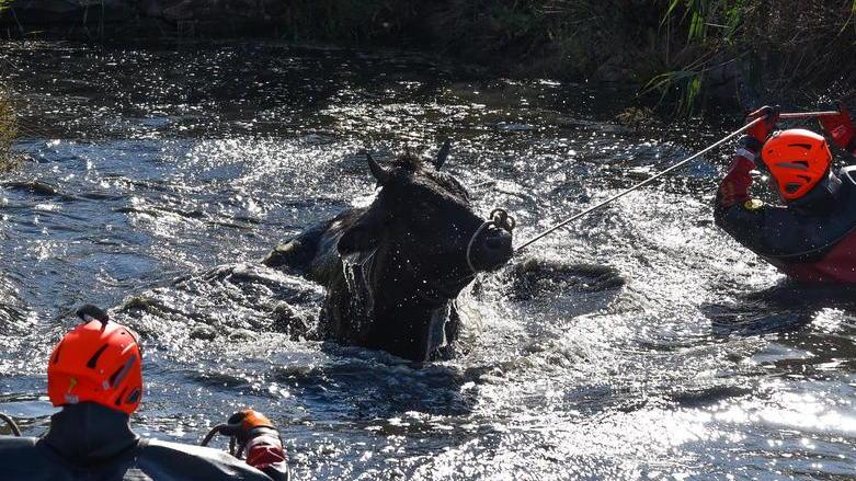 Sommozzatori salvano mucca finita nel canale