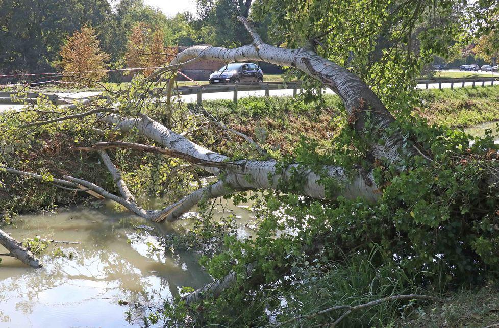 Cade l’albero sulla strada: «Più cura del verde» 