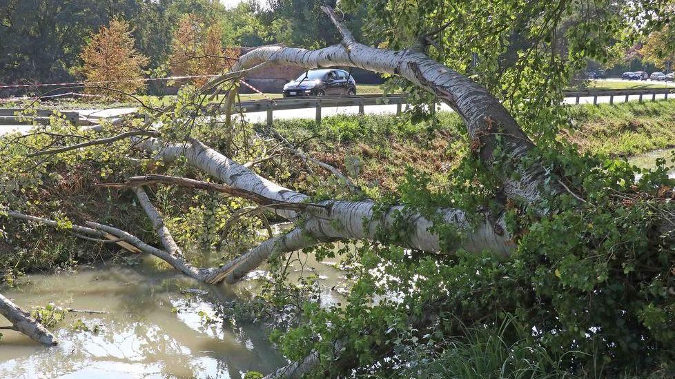 Cade l’albero sulla strada: «Più cura del verde»