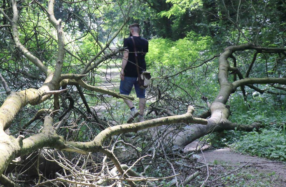 Scatta “Puliamo il bosco”