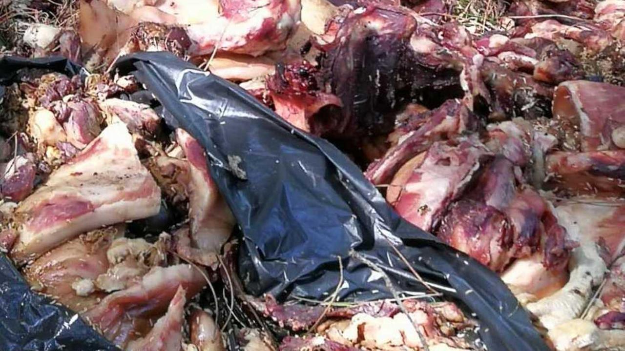 Sacchi di carne abbandonati lungo la strada di Rena Majore