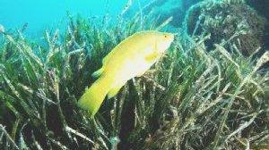 Posidonia marina sui fondali dello Scoglietto a Portoferraio