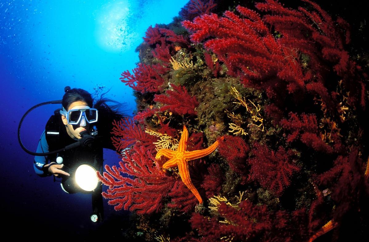 Alghero, corallaro scompare dopo un'immersione