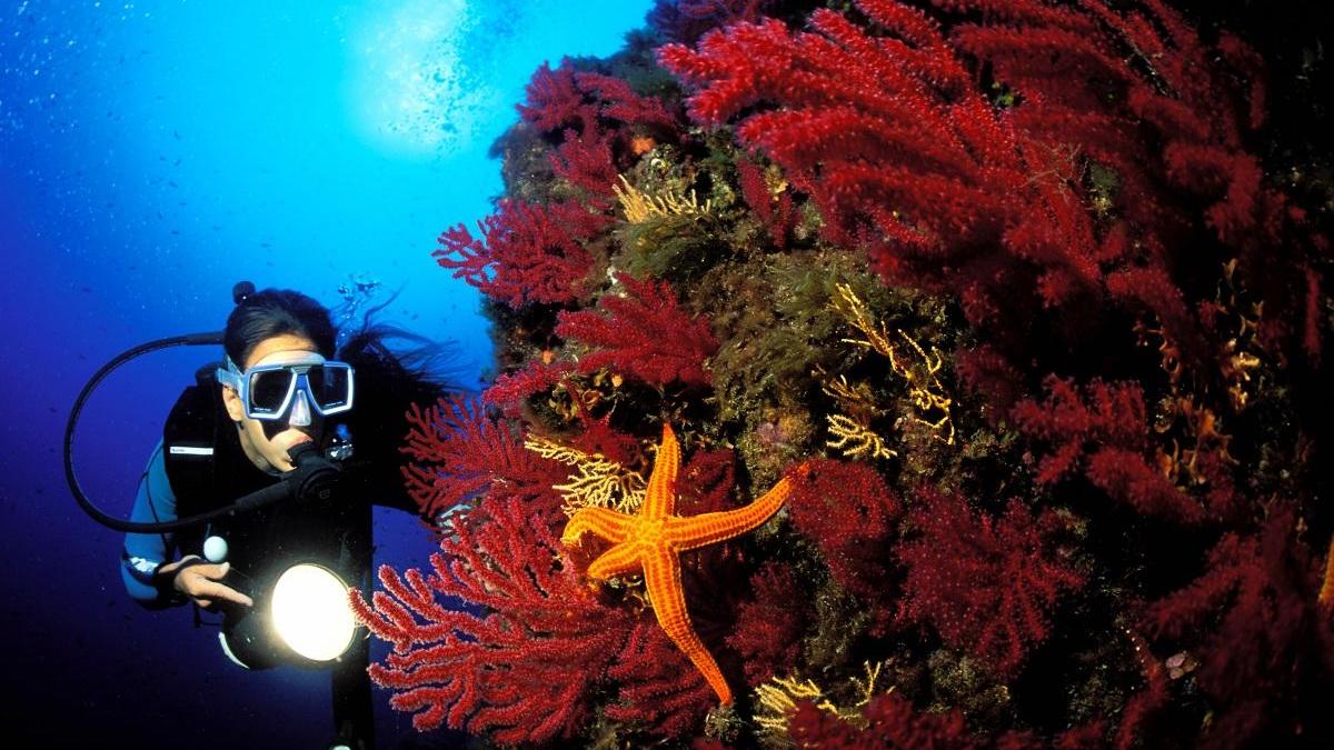 Alghero, corallaro scompare dopo un'immersione