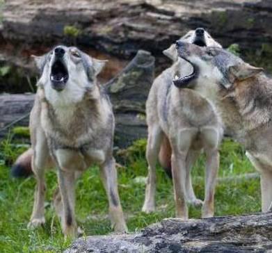 «In aumento gli attacchi ai greggi della Lunigiana» 