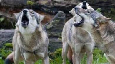 «In aumento gli attacchi ai greggi della Lunigiana»