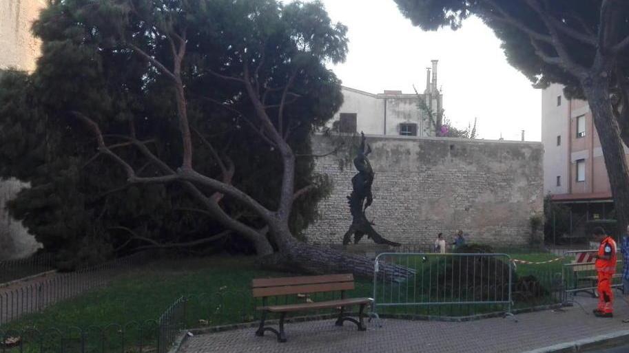 Pino cade all’improvviso in piazza Edison