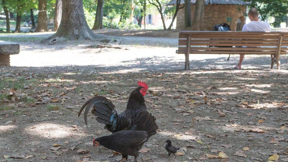 Ai Giardini ducali di Modena il Comune “sfratta” le galline e i pulcini