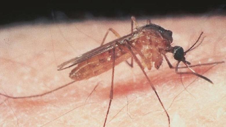 Attenzione alta contro la Febbre del Nilo trasmessa dalle zanzare