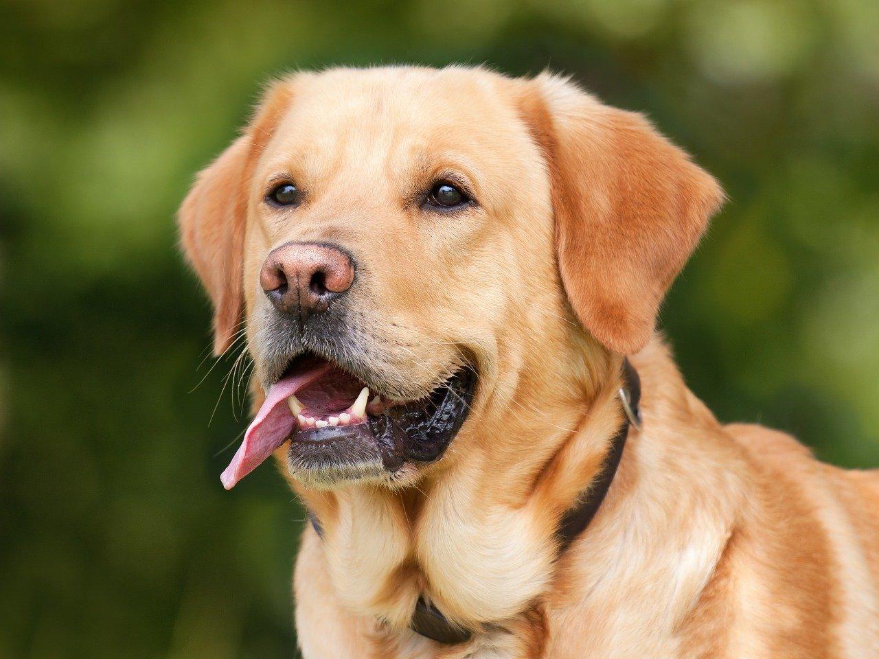 Esemplare di labrador
