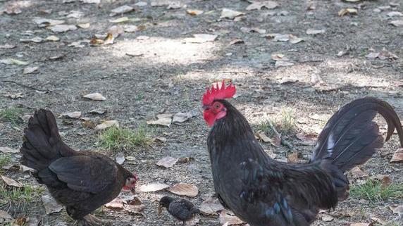 «Portiamo via le galline dai Giardini ducali per motivi di igiene»