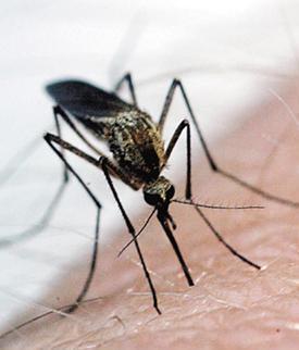 Il vademecum dei sindaci contro l’infezione