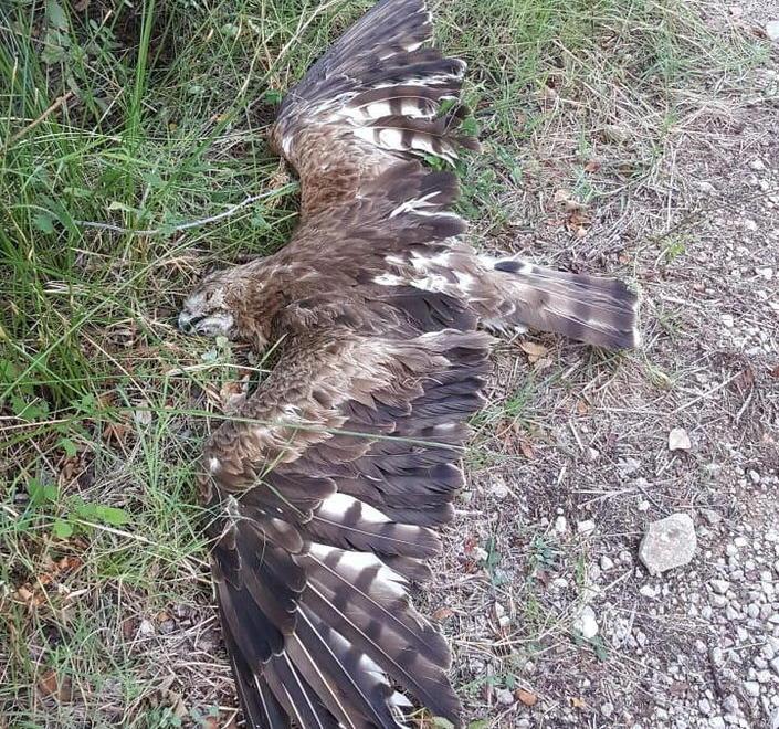 Abbattuto un biancone Sequestrati fucili e selvaggina 