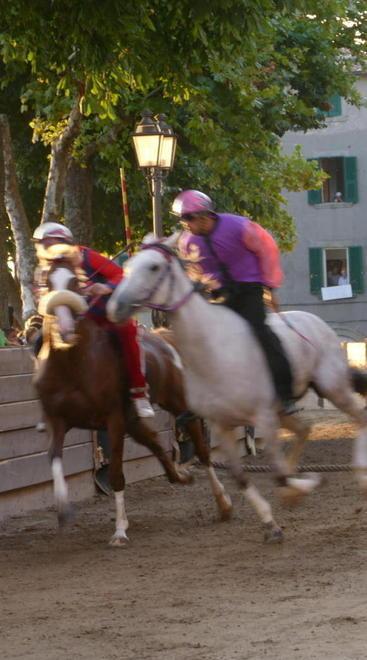 Abbattuto il cavallo ferito, oggi si corre il Palio 