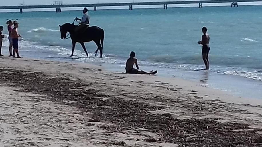 Il cavallo fa pipì sulla battigia