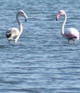 Due magnifici fenicotteri alle terme di S. Giovanni 