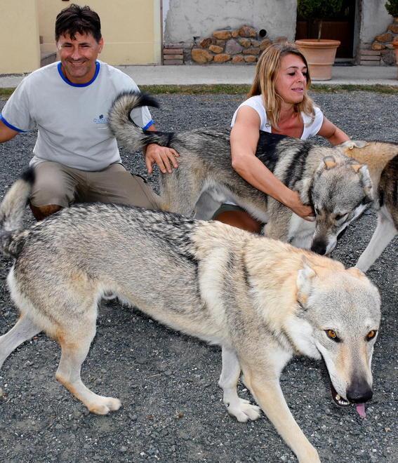 La famiglia di cani e l’equivoco del web