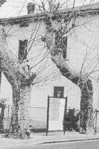 Il tronco vuoto del platano e i due alberi di fronte alla casa