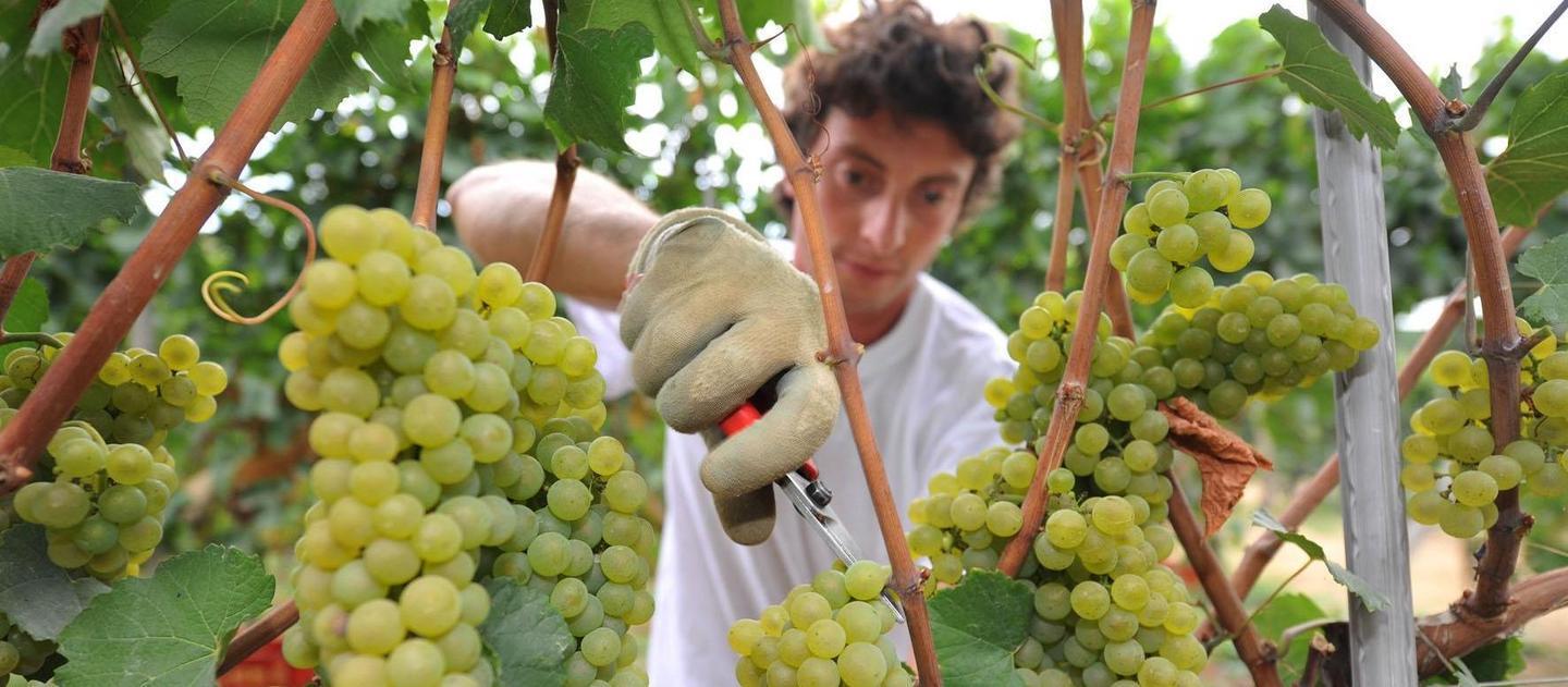 Tutti vogliono fare il vino: boom di richieste per i vigneti 