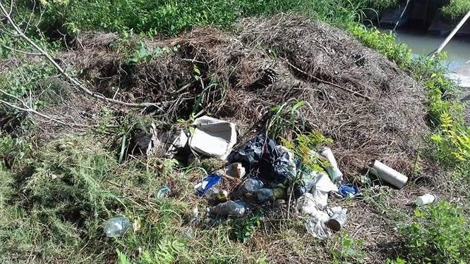 Rifiuti abbandonati in pineta