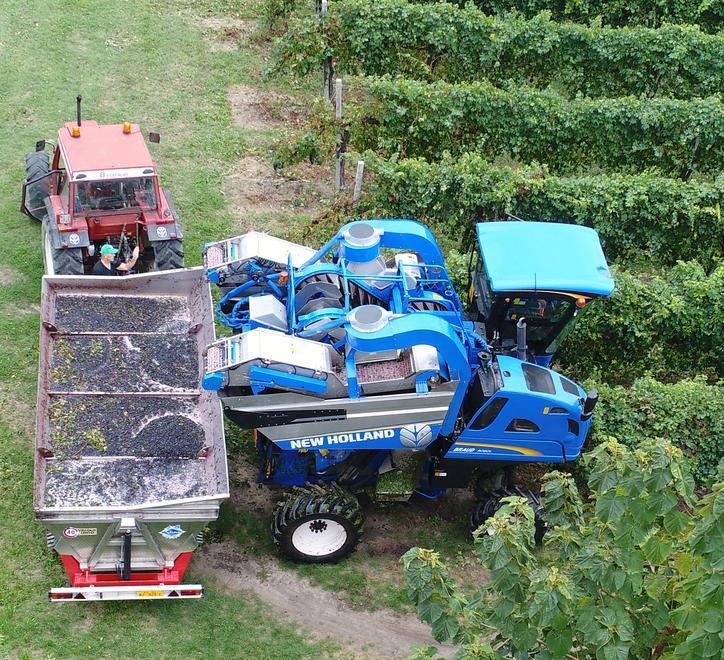 Vendemmia, la qualità vince sulla quantità 