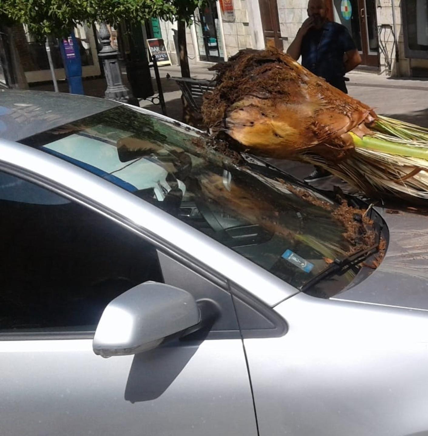 Palma divorata dal parassita precipita su un’auto