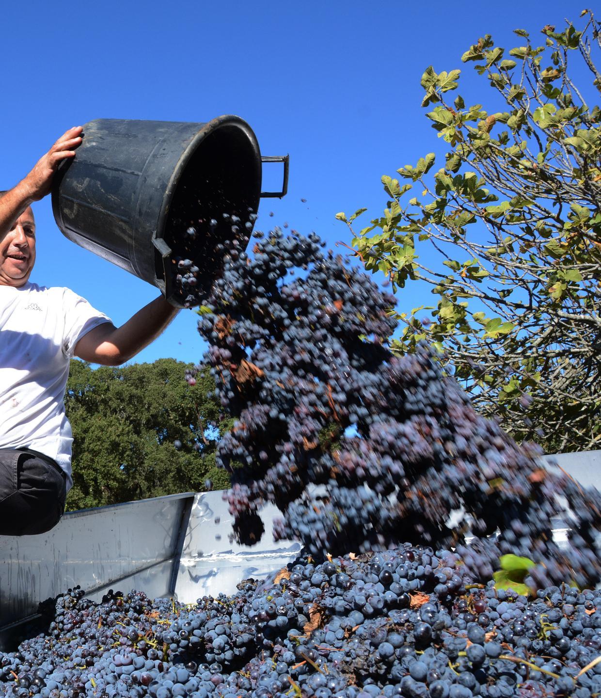 Monti, vermentino record. I soci: «Il cda deve restare» 