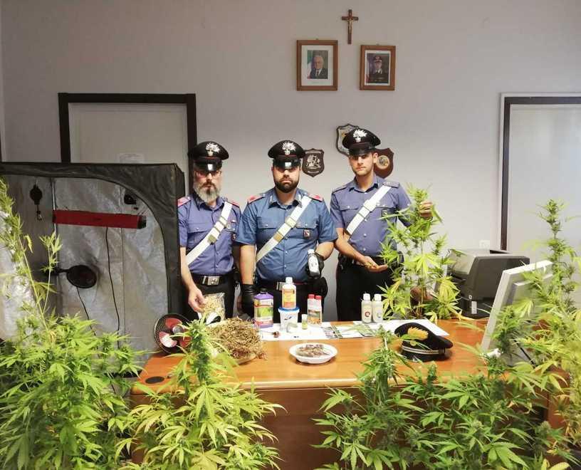 Carabiniere in cerca di casa trova piantagione di cannabis 