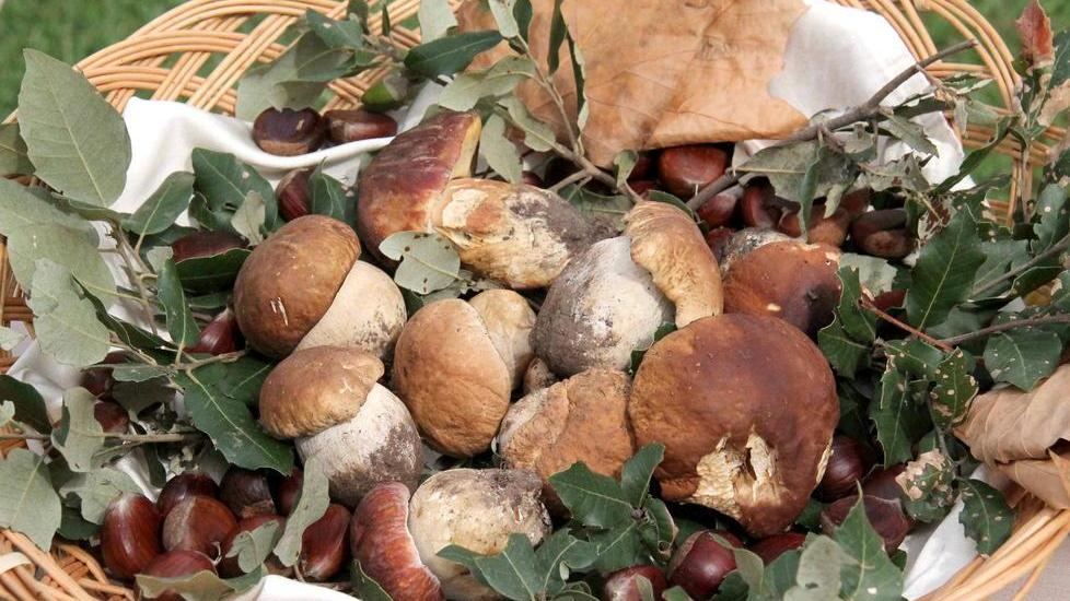 Parte la raccolta dei funghi nei boschi: ecco le regole per non sbagliare (e mangiare sereni)