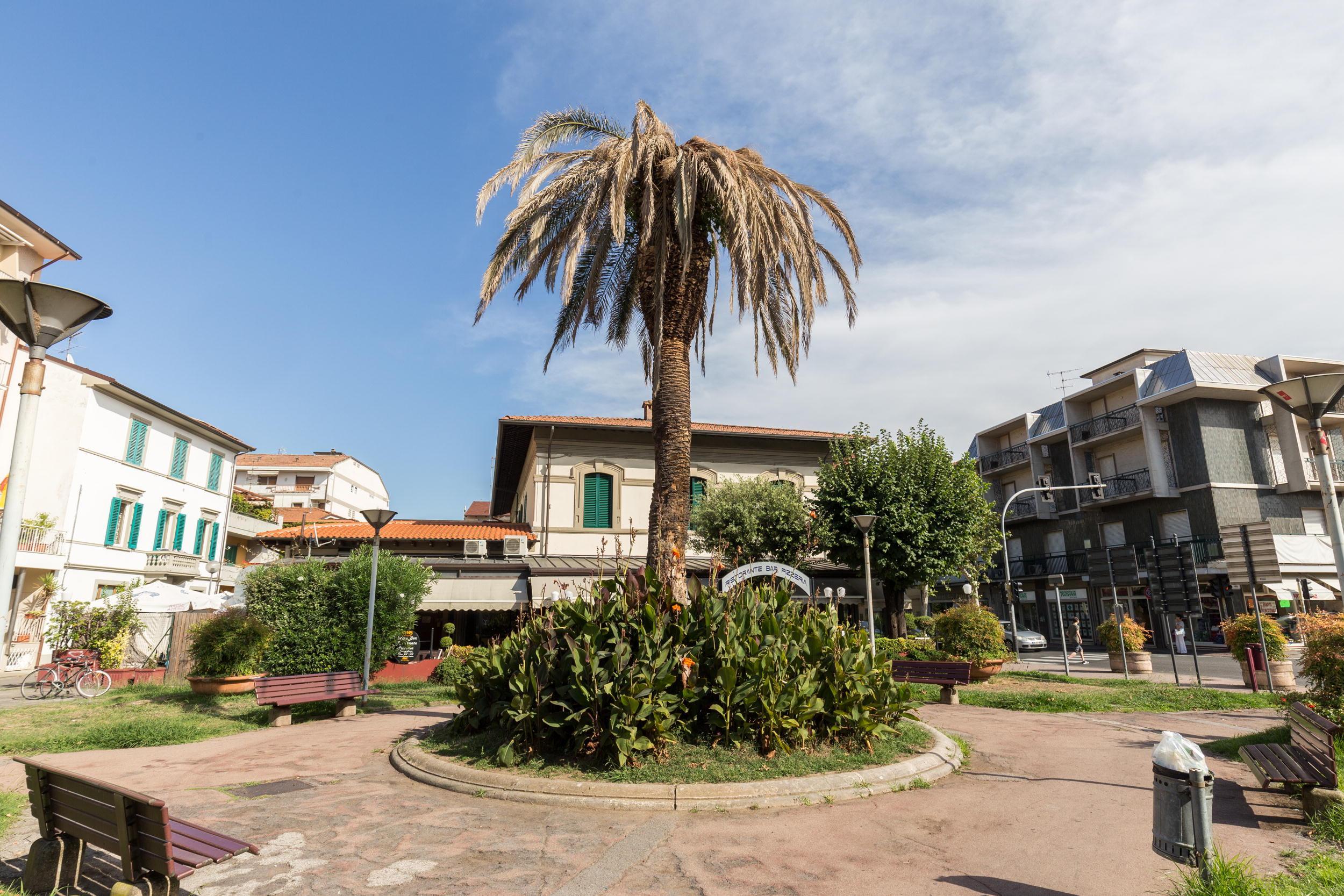 Palma all'incrocio tra Corso Matteotti e viale Bicchierai (foto Nucci)